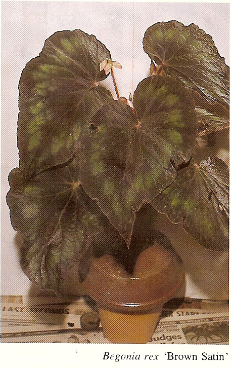 B. ‘Brown Satin’